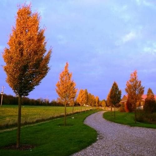 Carpinus betulus Frans Fontaine - Future Forests