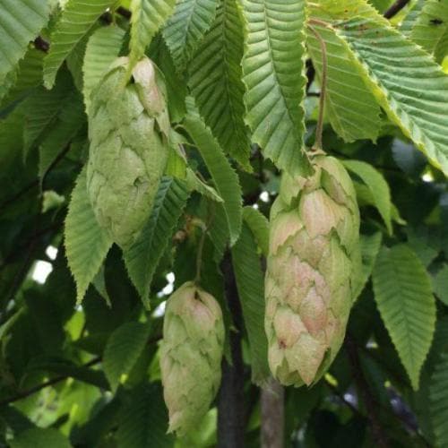 Carpinus japonica Chinese Lanterns - Future Forests