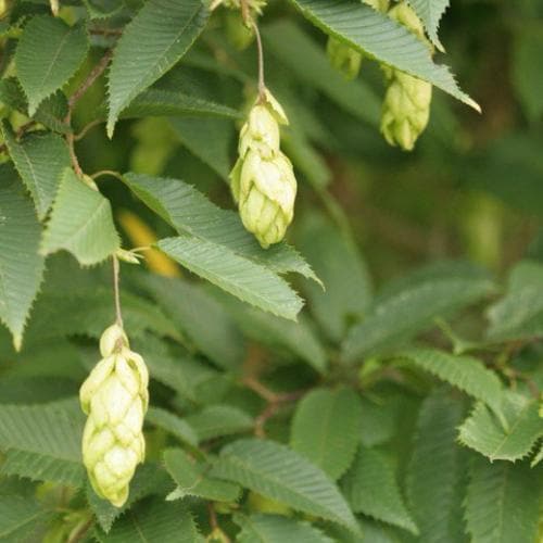 Carpinus japonica Chinese Lanterns - Future Forests