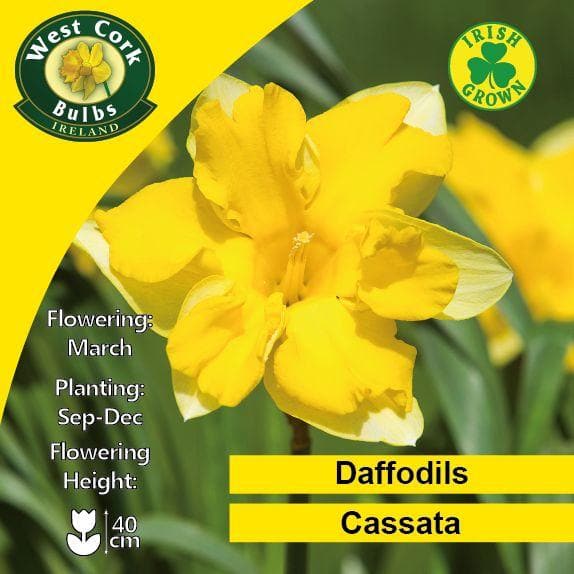 Daffodil Cassata - Future Forests