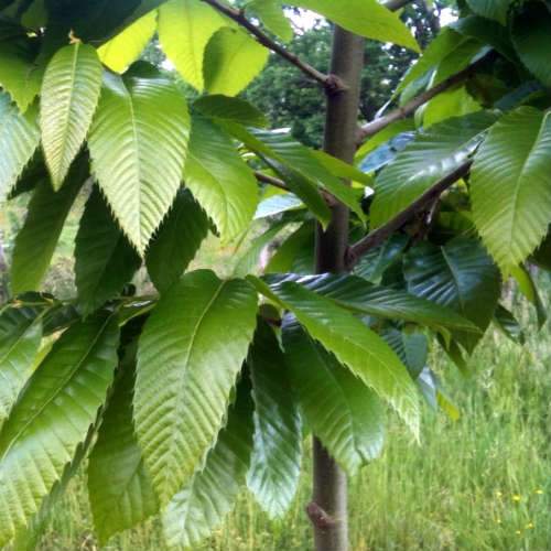 Castanea sativa Bouche de Bétizac - Sweet Chestnut - Future Forests