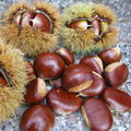 Castanea sativa Bouche de Bétizac - Sweet Chestnut - Future Forests