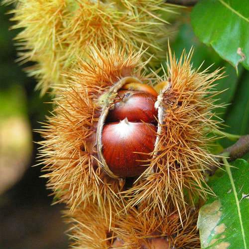 Castanea sativa Bouche de Bétizac - Sweet Chestnut - Future Forests