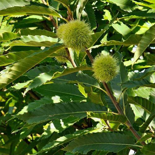 Castanea sativa Bouche de Bétizac - Sweet Chestnut - Future Forests