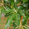 Castanea Sativa Bareroot | 1-2ft / Not provided