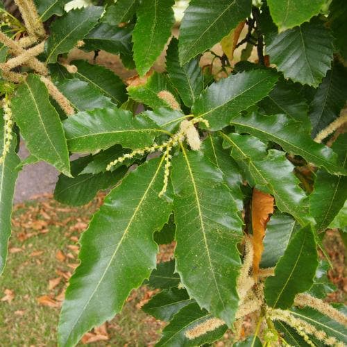 Castanea Sativa Bareroot | 1-2ft / Not provided