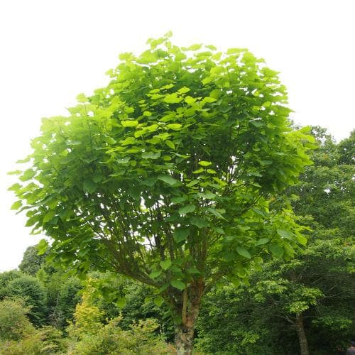 Catalpa bignonioides - Future Forests