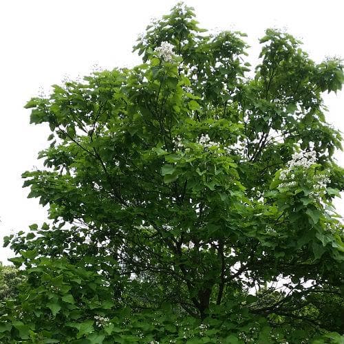 Catalpa bignonioides - Future Forests