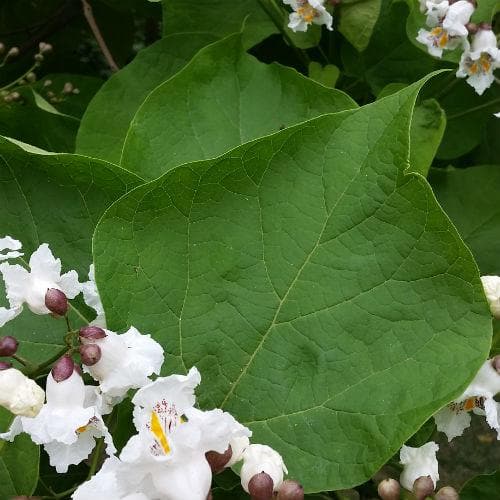 Catalpa bignonioides Bareroot | 2-3ft / Not provided