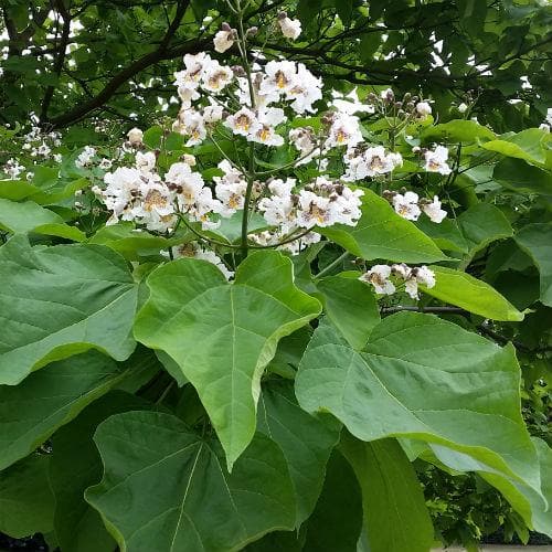 Catalpa bignonioides - Future Forests