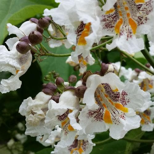 Catalpa bignonioides - Future Forests