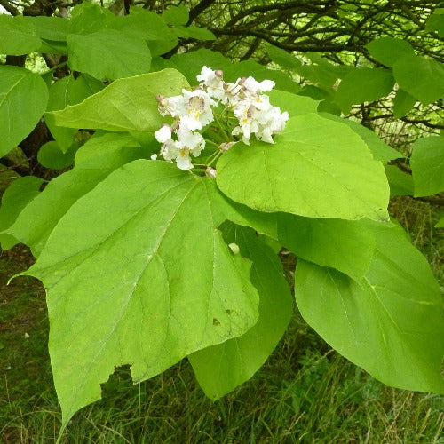Catalpa bignonioides Aurea