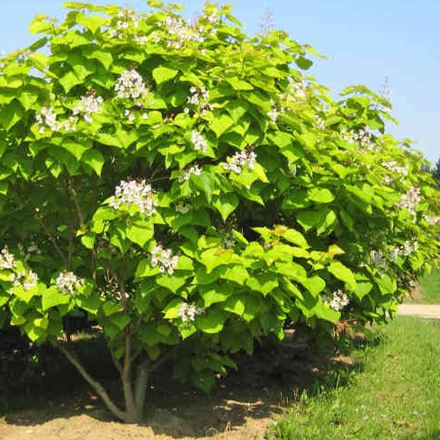 Catalpa bignonioides Aurea