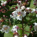 Catalpa x erubescens Purpurea