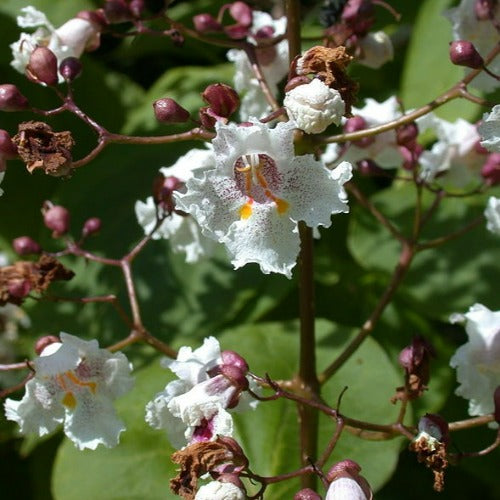 Catalpa x erubescens Purpurea