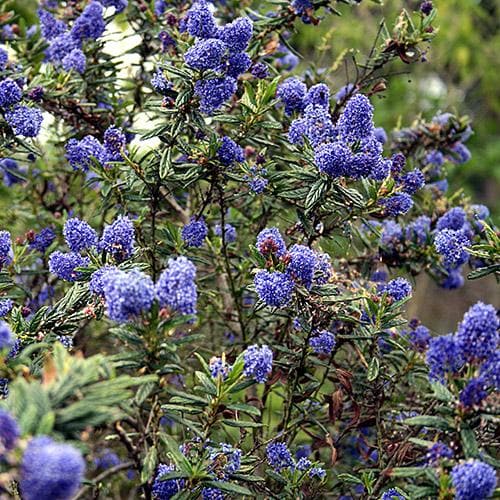 Ceanothus Blue Mound