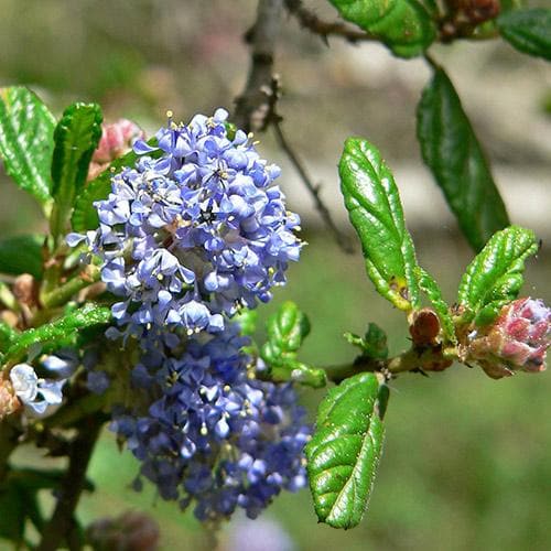 Ceanothus Blue Mound