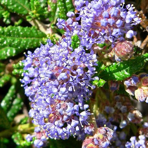 Ceanothus Blue Mound