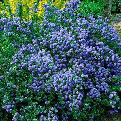 Ceanothus Blue Mound