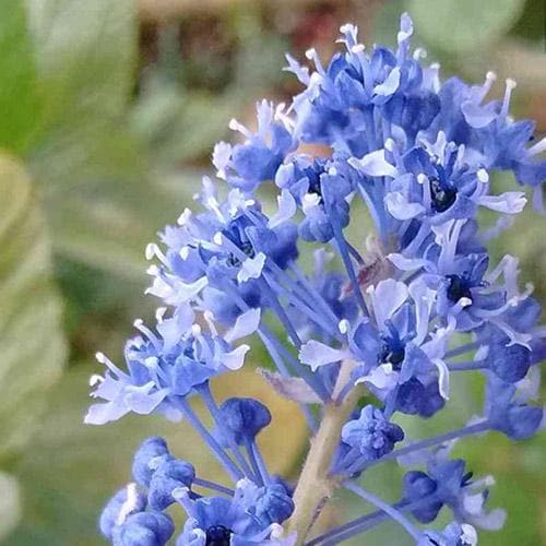 Ceanothus Blue Mound