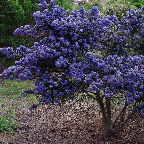 Ceanothus Julia Phelps