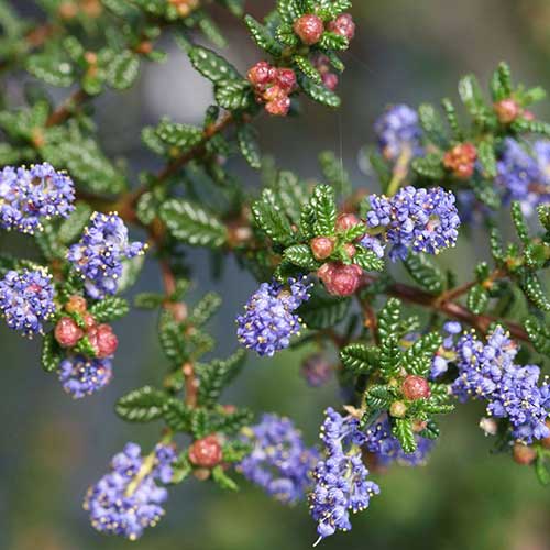 Ceanothus Julia Phelps