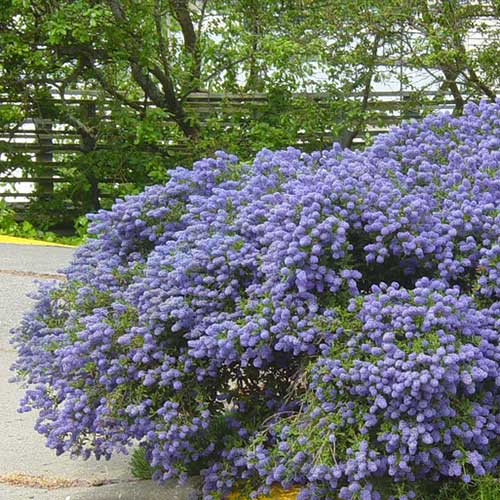 Ceanothus Julia Phelps