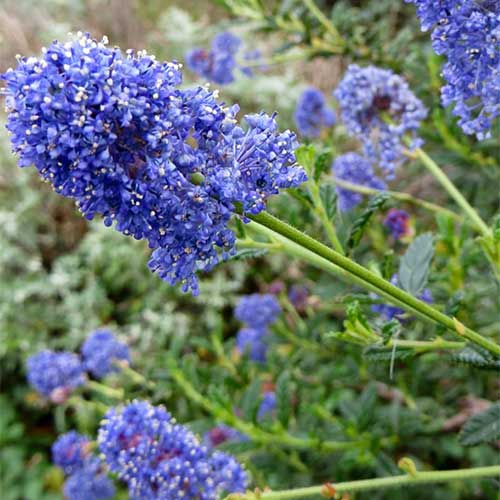 Ceanothus Julia Phelps