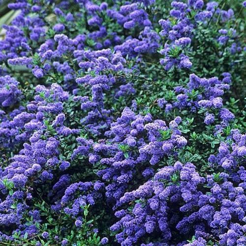 Ceanothus Southmead