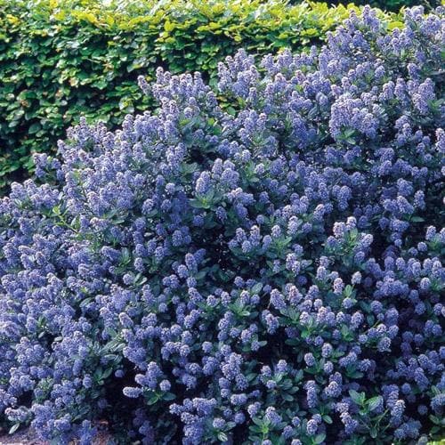 Ceanothus Southmead