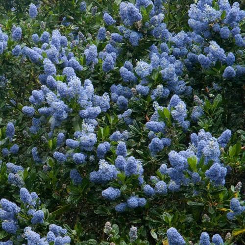 Ceanothus thyrsifolius Victoria