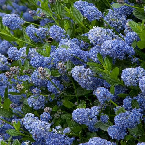 Ceanothus thyrsifolius Victoria