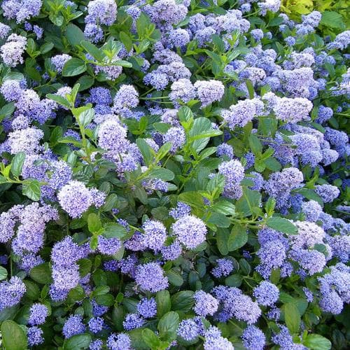 Ceanothus thyrsifolius Victoria