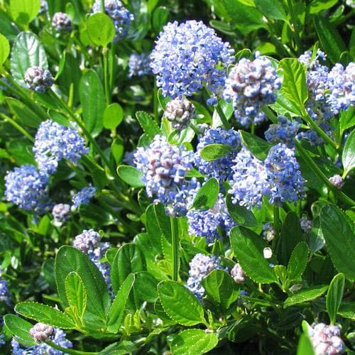 Ceanothus thyrsifolius Victoria