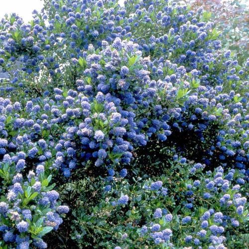 Ceanothus thyrsifolius Victoria