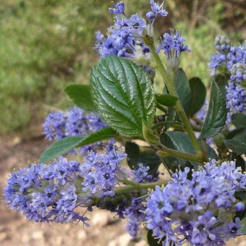 Ceanothus thyrsifolius Victoria