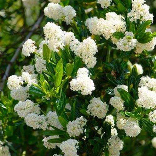 Ceanothus thyrsiflorus Millerton Point