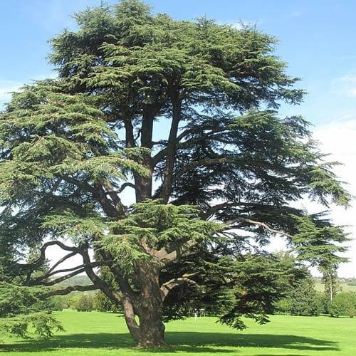 Cedrus atlantica Glauca - Future Forests