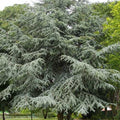 Cedrus atlantica - Atlas Cedar - Future Forests