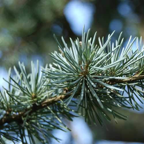 Cedrus atlantica - Atlas Cedar - Future Forests