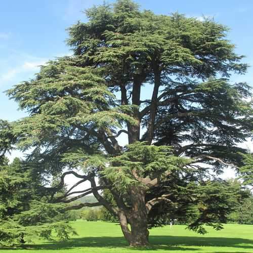 Cedrus atlantica - Atlas Cedar - Future Forests