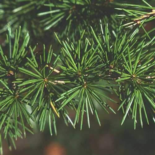 Cedrus atlantica - Atlas Cedar - Future Forests