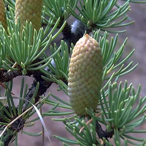 Cedrus atlantica - Atlas Cedar - Future Forests