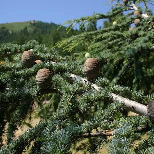 Cedrus atlantica - Atlas Cedar - Future Forests