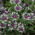 Centaurea Amethyst in Snow