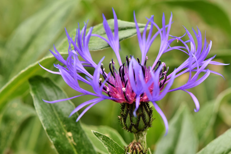 Centaurea montana