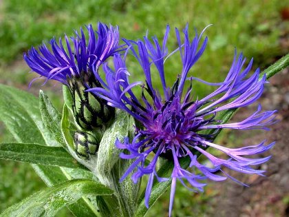 Centaurea montana