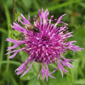 Centaurea scabiosa - Greater Knapweed Pot | 9cm / Cut back