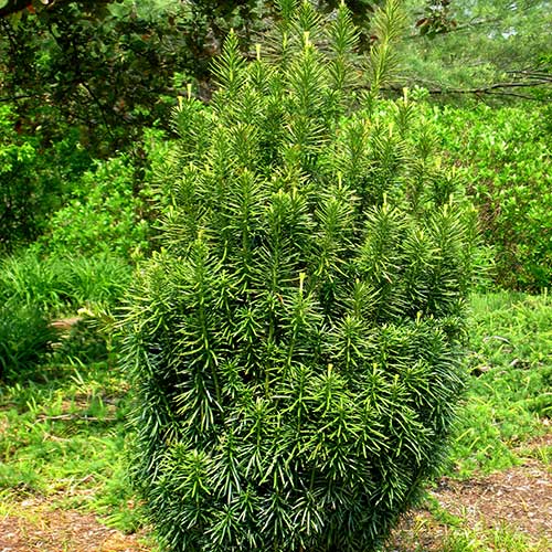 Cephalotaxus harringtonia Fastigiata