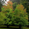 Cercidiphyllum japonicum 1L - Future Forests